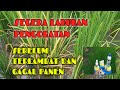 CARA MENGATASI DAUN PADI MERAH