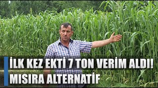 İlk Kez Ekti Dönüme 7 Ton Verim Aldı! Mısıra Alternatif / AGRO TV HABER