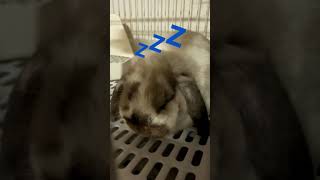 【たれみみウサギ】うとうと… ロップイヤー　ごろう2  Holland Lop Bunny   Goro2 垂れ耳