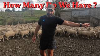 GOOD or BAD...Replacement Ewe Lambs