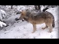 飼育員さんを待っているのかな（旭山動物園　シンリンオオカミのワッカ、ノチウ） wolf