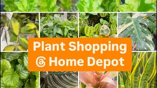 Plant Shopping at Home Depot | Monstera, Succulents, Orchids \u0026 More!