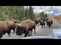 Buffalo Stampede in Yellowstone