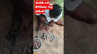 #amazingfish మనకు ఒక కిలో కొరమెను పడింది #fishing #trending #viral