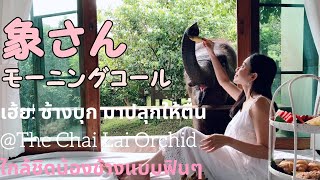 [ซับไทย]【象のモーニングコール】タイのチェンマイ旅行なら象さんと暮らそう！เฮ้ย! ช้างบุก มาปลุกให้ตื่น