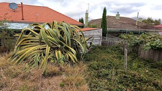 The DISASTER in This Backyard MAKEOVER! 1.3 Tonne AGAVE Nightmare!