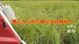 【イノシシ被害】令和元年　こがねもち　稲刈り 音量注意