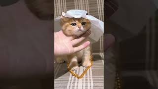 life cat owner/funny cat #short #youtubeshorts #kittycat
