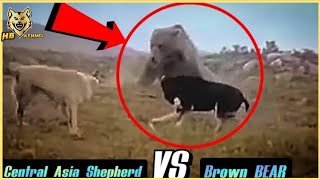 Central Asia Shepherd Dog Fend off Huge  Bear And Protect  The Herd