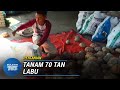 PERTANIAN | Tanaman Labu Jana Pendapatan Lumayan