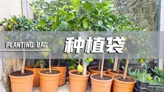 如何在家里种水果？一个袋子轻松搞定！小哥儿厉害了【付老师种植技术团队官方频道】