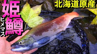 秋のヒメマス釣り！紅をまとった神秘の魚～北海道～