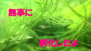 ミナミヌマエビ観察　待望の孵化