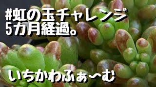 虹の玉チャレンジ、5か月経過。