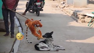 Fake Tiger real Dogs🐕 Prank || Shocked this Dog 🤓 #tigerfunny#funny#doglover👀 || New Dog Prank 2023