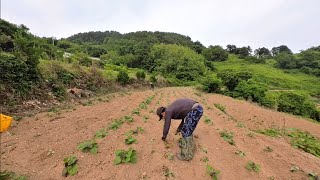 (욕지도 청년 농부) 심은 고구마도 다시 보자