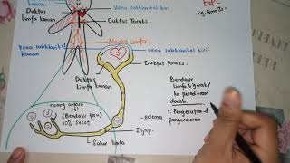 BIOLOGI SPM - PART 2 SISTEM LIMFA - Perbezaan darah, bendalir tisu dan bendalir limfa.