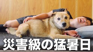 長年外飼いだった雑種犬コロちゃんが10年に一度の暑さでこうなりました