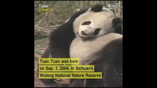 Giant panda gifted by China to Taiwan remembered by fans #shorts