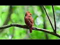 【美しい後ろ姿】リュウキュウアカショウビン ruddy kingfisher