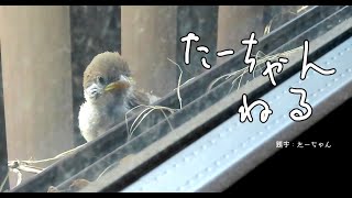 たーちゃんねる「雛落下事件編」