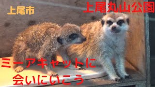 上尾丸山公園（動物編）