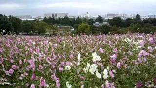 2010コスモス祭り　国営昭和記念公園  2010Cosmos Festival