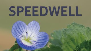 [BS][스코티시보태니컬] Speedwell 원료