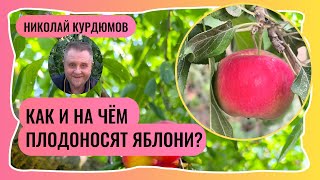 Умный сад. КАК ПЛОДОНОСЯТ ЯБЛОНИ?