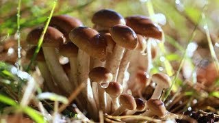 Armillaria Mushrooms of Honey Agaric in a Sunny Forest | Stock Footage - Videohive