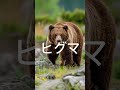 ヒグマvsエゾオオカミ＃強さ比べ＃ヒグマ＃エゾオオカミ＃オオカミ＃狼＃テンプレ使用