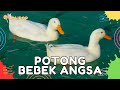 ✅ LAGU POTONG BEBEK ANGSA MASAK DI KUALI - LAGU ANAK INDONESIA