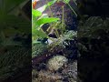 見られて緊張かな　dendrobates tinctorius azureus poison dart frog shorts shortsvideo shortsfeed