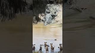 wow mengerikan binatang yg saling menyerang #shorts #animals #viralvideo