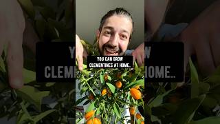 How to Grow Clementines at Home | creative explained