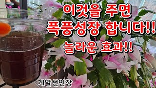 게발선인장 이것을 주면 폭풍성장 합니다!!/놀라운 효과//안보시면 후회합니다~^^