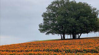 マリーゴールドの丘公園　〜埼玉県本庄市早稲田の杜〜　2021年10月22日