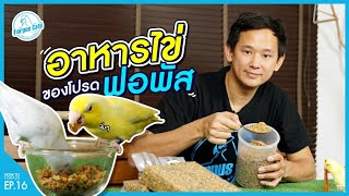 อาหารไข่...ที่ให้นกฟอพัสกิน | How to Fopus Ep. 16