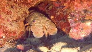 Aesop Slipper Lobster -  Scyllarides Haanii - Red Sea