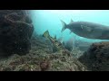 【水中映像】真冬の浜名湖水中団子釣り