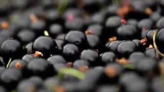 Ribena: Blackcurrant Harvest