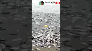 ఒక్కోక్క అలకు ఏన్ని ఫిష్ లో 🌊🐟🐠🎏 #cyclone #viral #fishing #seeman #youtubeshorts #latest  #video