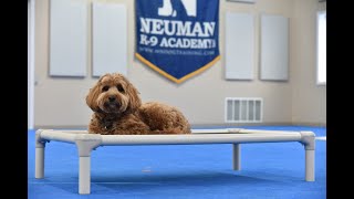 Dax (Mini Labradoodle) Boot Camp Dog Training Video Demonstration