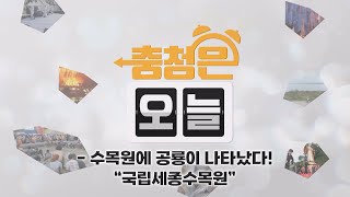 수목원에 공룡이 나타났다! - 국립세종수목원 / KBS대전 20241125 방송