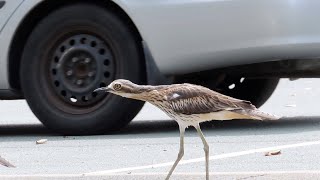 Bush Stone-Curlews in the Carpark - City Wildlife.