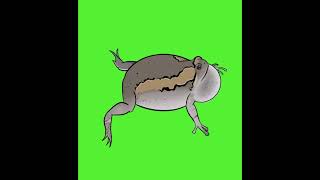 Banded bullfrog animation