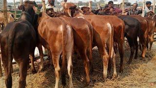 গরুর ব্যাপারী কেন বাছাই করা ষাঁড় গরুগুলো কিনে নিয়ে যায় কোন হাটে বিক্রি করে জানলে অবাক হবেন