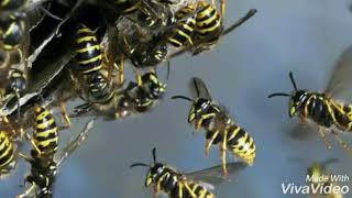 Wasp Nest      കടന്നൽ കൂട്