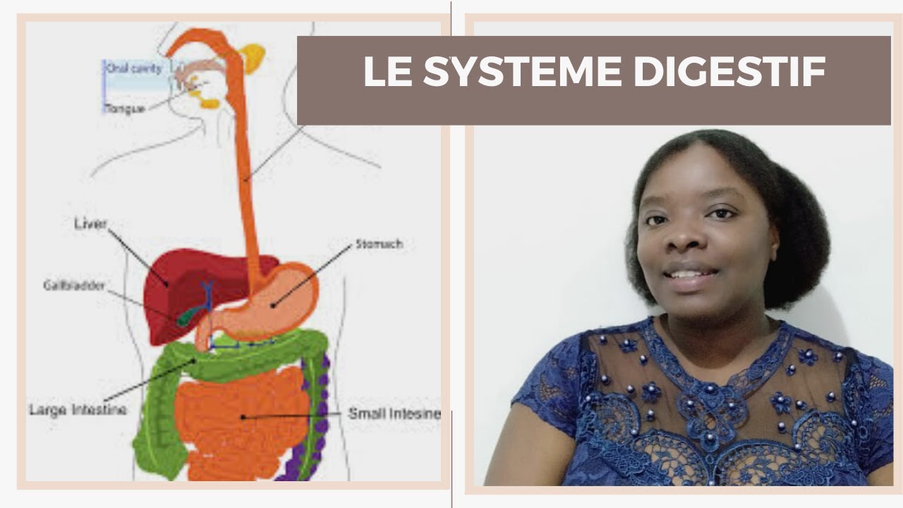 LE SYSTEME DIGESTIF - YouTube