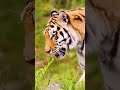 unraveling the enchanting world of tigers